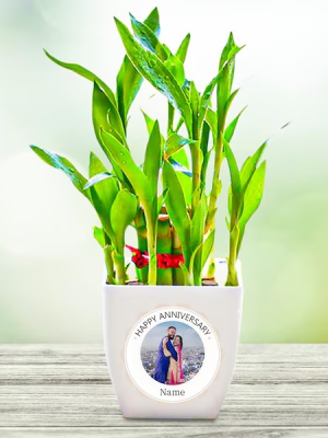 Bamboo Plant In Photo Pot