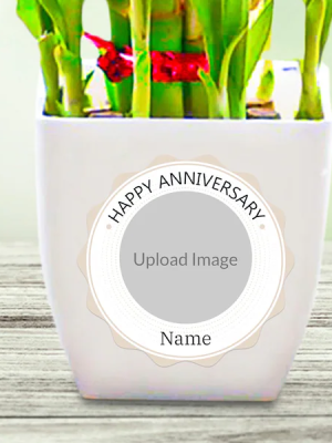 Bamboo Plant In Photo Pot